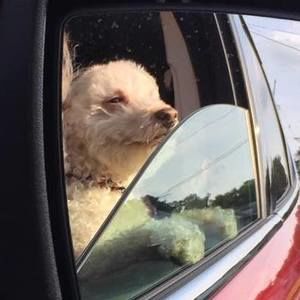 Meet your Posher, Heidi